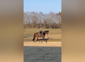 Caballo de deporte alemán, Yegua, 12 años, 166 cm, Castaño oscuro
