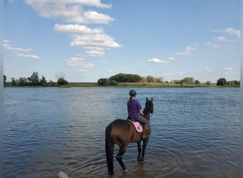 Caballo de deporte alemán, Yegua, 12 años, 166 cm, Castaño oscuro