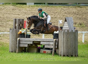 Caballo de deporte alemán, Yegua, 12 años, 166 cm, Castaño oscuro