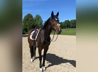Caballo de deporte alemán, Yegua, 12 años, 166 cm, Castaño oscuro