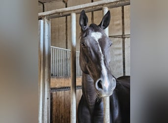 Caballo de deporte alemán, Yegua, 12 años, 167 cm, Negro