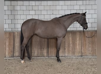 Caballo de deporte alemán, Yegua, 12 años, 168 cm, Morcillo