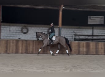 Caballo de deporte alemán, Yegua, 12 años, 168 cm, Morcillo