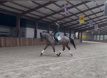 Caballo de deporte alemán, Yegua, 12 años, 168 cm, Morcillo