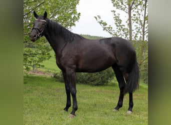 Caballo de deporte alemán, Yegua, 12 años, 168 cm, Morcillo
