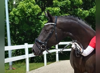Caballo de deporte alemán, Yegua, 12 años, 168 cm, Morcillo
