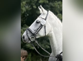 Caballo de deporte alemán, Yegua, 12 años, 170 cm, Tordo