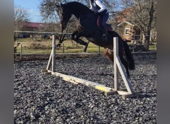 Caballo de deporte alemán, Yegua, 12 años, 173 cm, Castaño oscuro