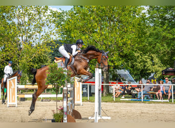 Caballo de deporte alemán, Yegua, 12 años, 175 cm, Castaño