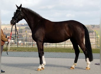 Caballo de deporte alemán, Yegua, 12 años, 175 cm, Negro