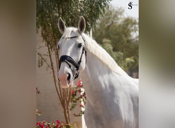Caballo de deporte alemán, Yegua, 13 años, 163 cm, White/Blanco