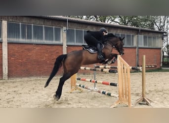 Caballo de deporte alemán, Yegua, 13 años, 165 cm, Castaño