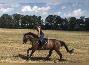 Caballo de deporte alemán, Yegua, 13 años, 165 cm, Castaño