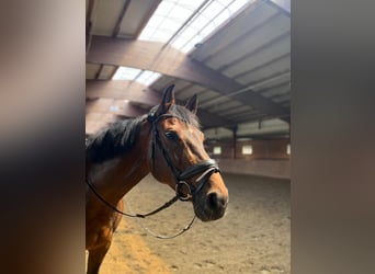 Caballo de deporte alemán, Yegua, 13 años, 165 cm, Castaño