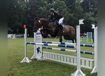 Caballo de deporte alemán, Yegua, 13 años, 165 cm, Castaño