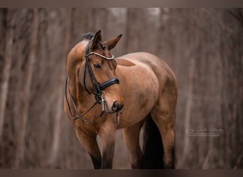 Caballo de deporte alemán, Yegua, 13 años, 168 cm, Castaño