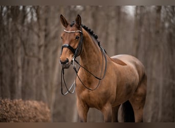 Caballo de deporte alemán, Yegua, 13 años, 168 cm, Castaño