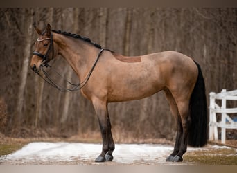 Caballo de deporte alemán, Yegua, 13 años, 168 cm, Castaño