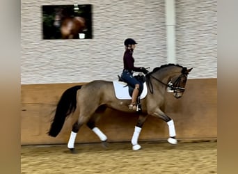 Caballo de deporte alemán, Yegua, 13 años, 168 cm, Castaño