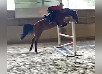 Caballo de deporte alemán, Yegua, 13 años, 168 cm, Castaño