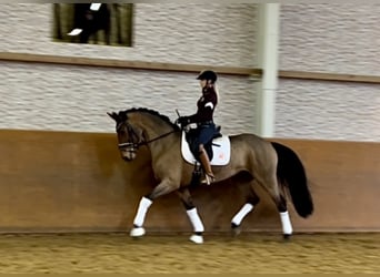 Caballo de deporte alemán, Yegua, 13 años, 168 cm, Castaño