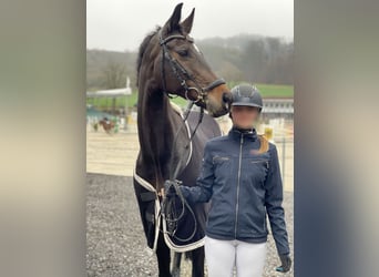 Caballo de deporte alemán, Yegua, 13 años, 168 cm, Castaño oscuro