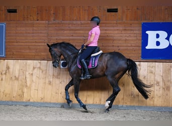 Caballo de deporte alemán, Yegua, 13 años, 168 cm, Castaño oscuro