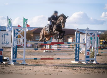 Caballo de deporte alemán, Yegua, 13 años, 168 cm, Castaño oscuro