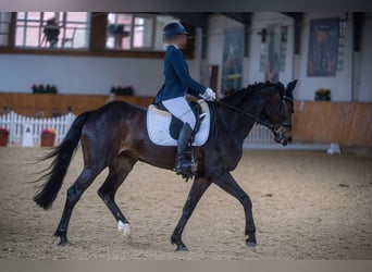 Caballo de deporte alemán, Yegua, 13 años, 168 cm, Castaño oscuro