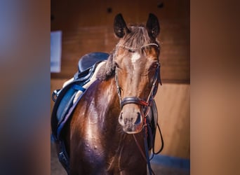 Caballo de deporte alemán, Yegua, 13 años, 168 cm, Castaño oscuro