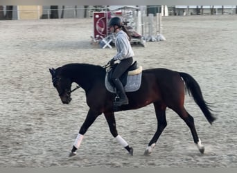 Caballo de deporte alemán, Yegua, 13 años, 169 cm, Castaño oscuro