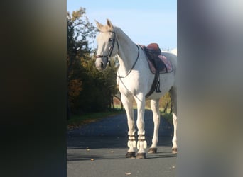 Caballo de deporte alemán, Yegua, 13 años, 169 cm, Tordo picazo