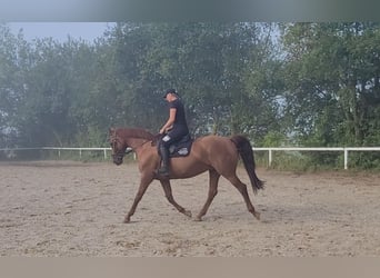 Caballo de deporte alemán, Yegua, 13 años, 170 cm, Alazán