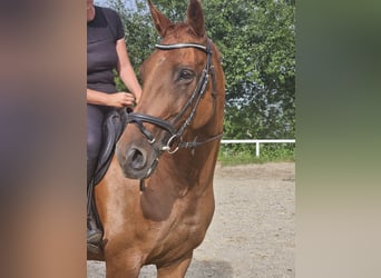 Caballo de deporte alemán, Yegua, 13 años, 170 cm, Alazán