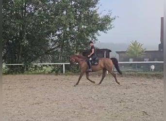 Caballo de deporte alemán, Yegua, 13 años, 170 cm, Alazán