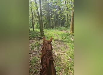 Caballo de deporte alemán, Yegua, 13 años, 170 cm, Alazán