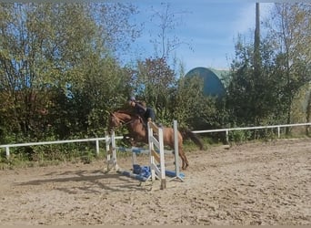 Caballo de deporte alemán, Yegua, 13 años, 170 cm, Alazán