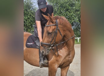 Caballo de deporte alemán, Yegua, 13 años, 170 cm, Alazán