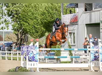 Caballo de deporte alemán, Yegua, 13 años, 171 cm, Alazán