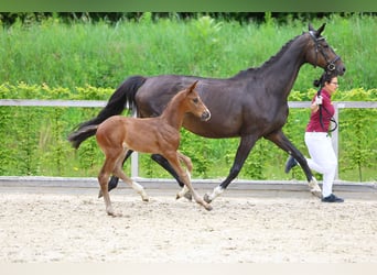 Caballo de deporte alemán, Yegua, 14 años, 164 cm