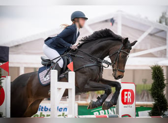 Caballo de deporte alemán, Yegua, 14 años, 168 cm, Castaño oscuro