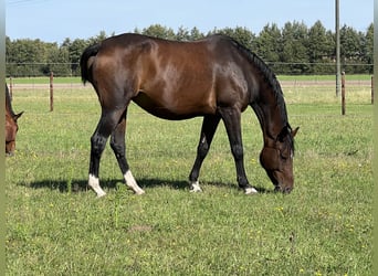 Caballo de deporte alemán, Yegua, 14 años, 172 cm, Castaño oscuro