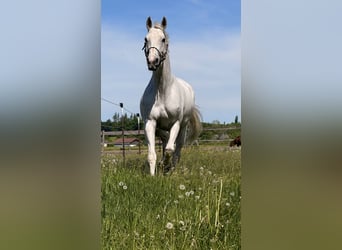 Caballo de deporte alemán, Yegua, 14 años, 173 cm, Tordo