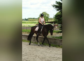 Caballo de deporte alemán, Yegua, 15 años, 162 cm, Castaño