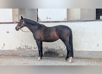 Caballo de deporte alemán, Yegua, 15 años, 162 cm, Castaño