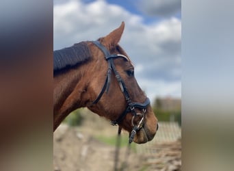 Caballo de deporte alemán, Yegua, 15 años, 165 cm, Alazán