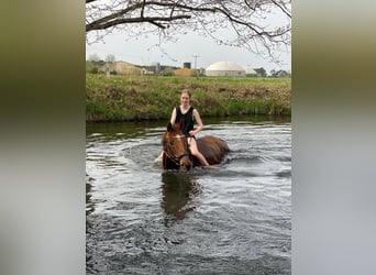 Caballo de deporte alemán, Yegua, 15 años, 165 cm, Alazán