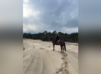 Caballo de deporte alemán, Yegua, 15 años, 165 cm, Alazán