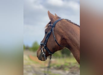 Caballo de deporte alemán, Yegua, 15 años, 165 cm, Alazán