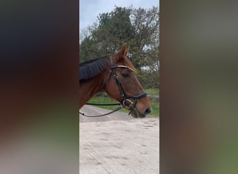 Caballo de deporte alemán, Yegua, 15 años, 165 cm, Alazán